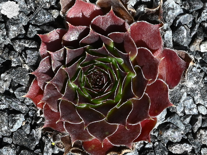 Korspelse Mailys / Jovi