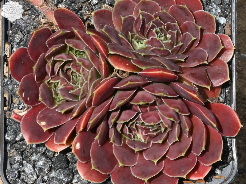 Korspelse Pirkko / Jovi