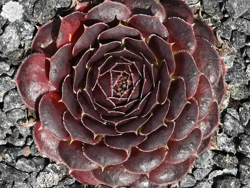 Korspelse Zilpa / Jovi