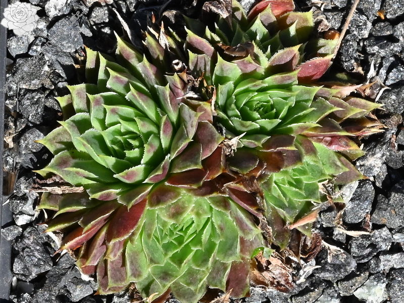 Liliane St. Pierre / Jovi