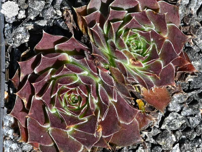 Mount Mercedario / Jovi