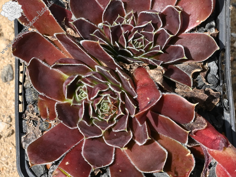 Mount Nanga Parbat / Jovi