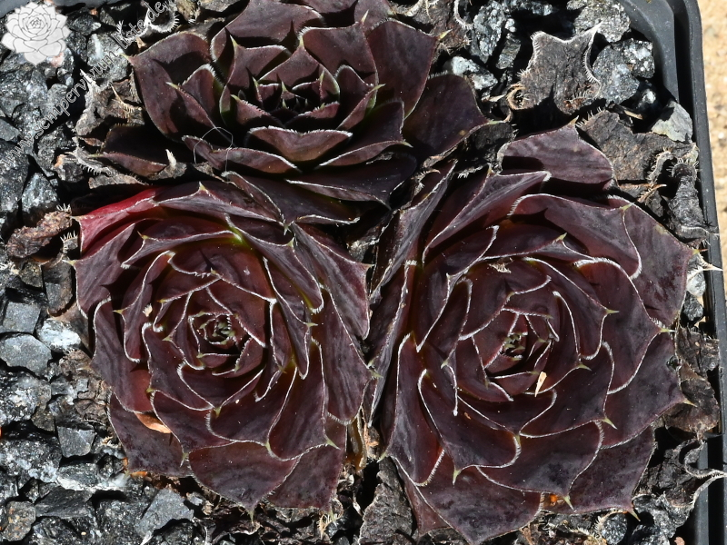 Oma's Zomerkind / Jovi