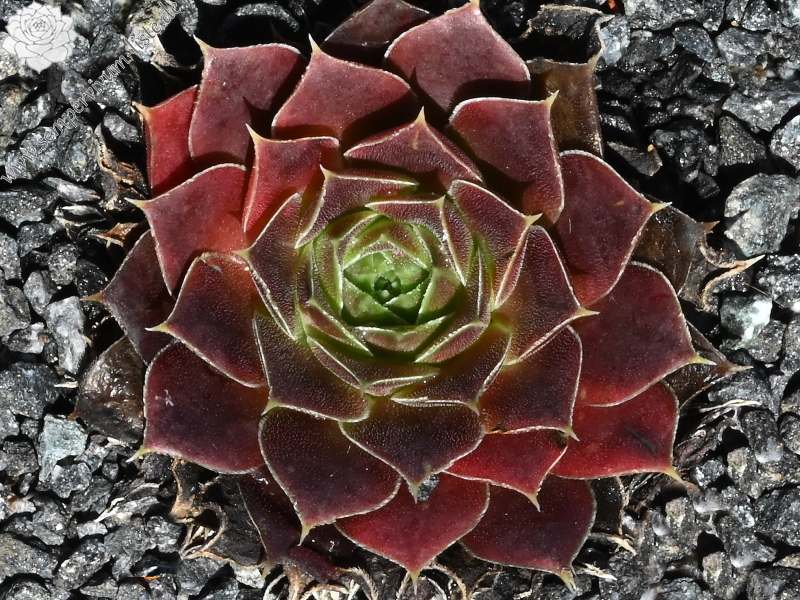 Suffolk Punch / Jovi