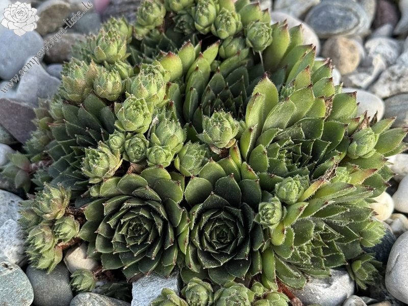 Beetlejuice (Netzfund)