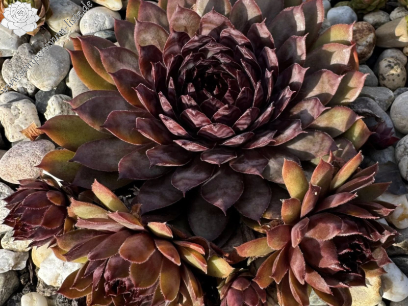 Chocolate covered Cherries