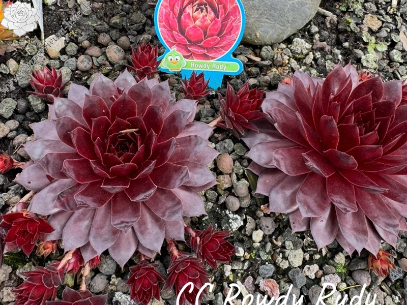 Chick Charmlettes® Rowdy Rudy™ (NG)