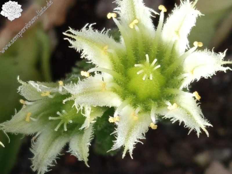 Heidi von der Alm_Bluete