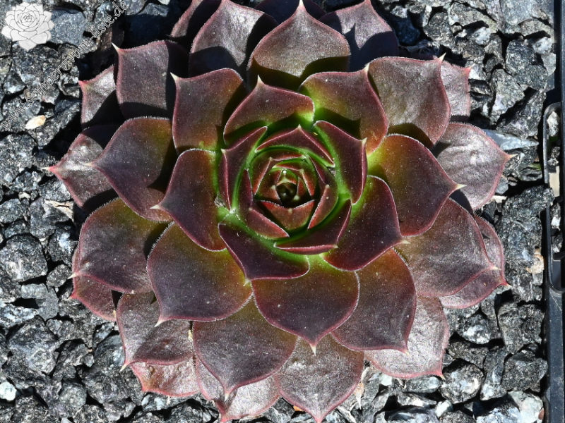 Banby Loniers / Jovi