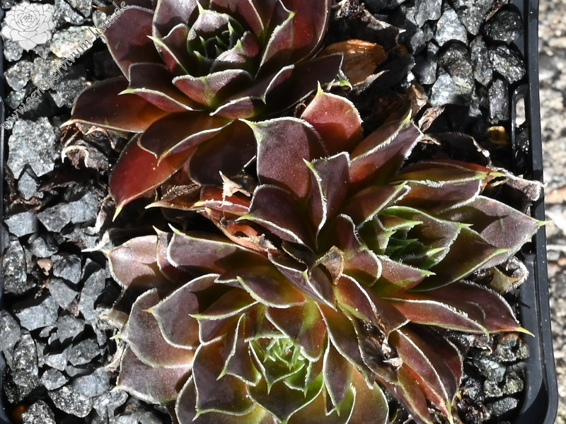 Crystal Palace / Jovi