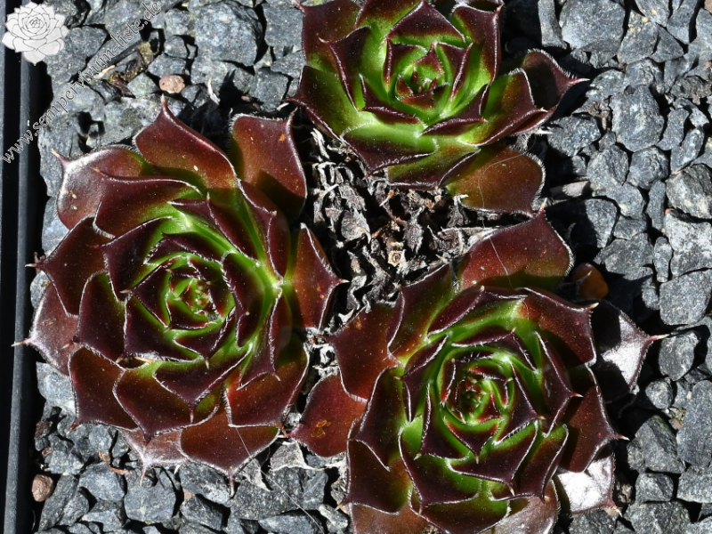 Dame de Coeur / Jovi