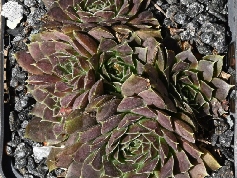 Earl von Linne / Jovi