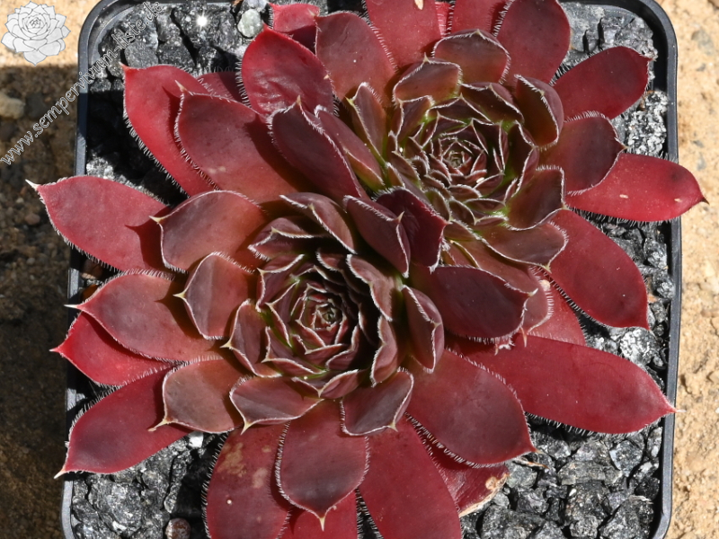 Korspel Purple / Jovi