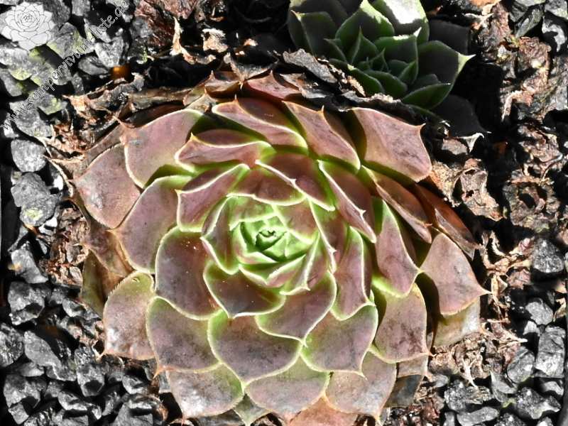 Korspel Red Rock / Jovi