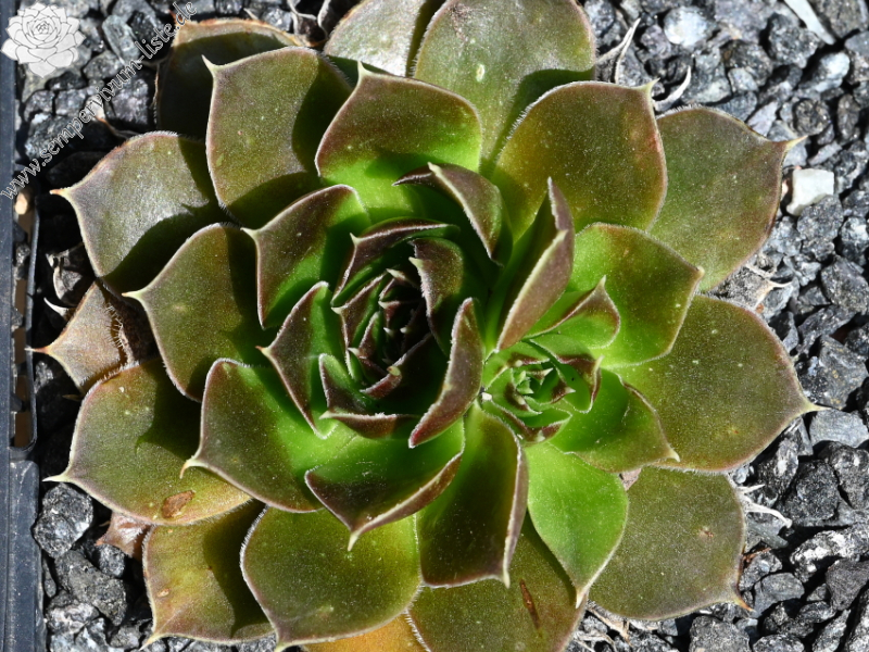 Korspel Wine Cup / Jovi