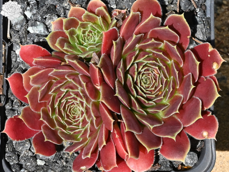 Korspelse Arlgard / Jovi