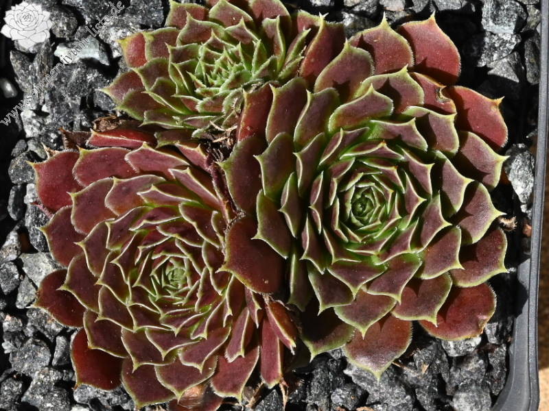 Korspelse Arlgard / Jovi