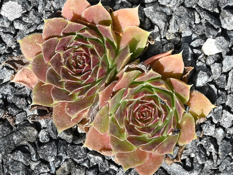 Korspelse Belzimee / Jovi