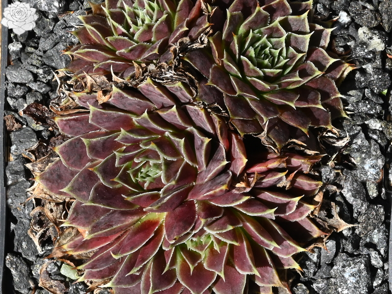 Korspelse Copelia / Jovi