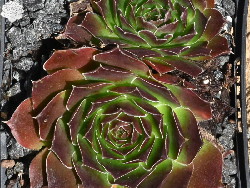 Korspelse Galtiere / Jovi