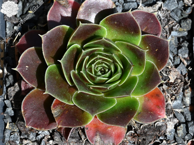 Korspelse Herdis / Jovi