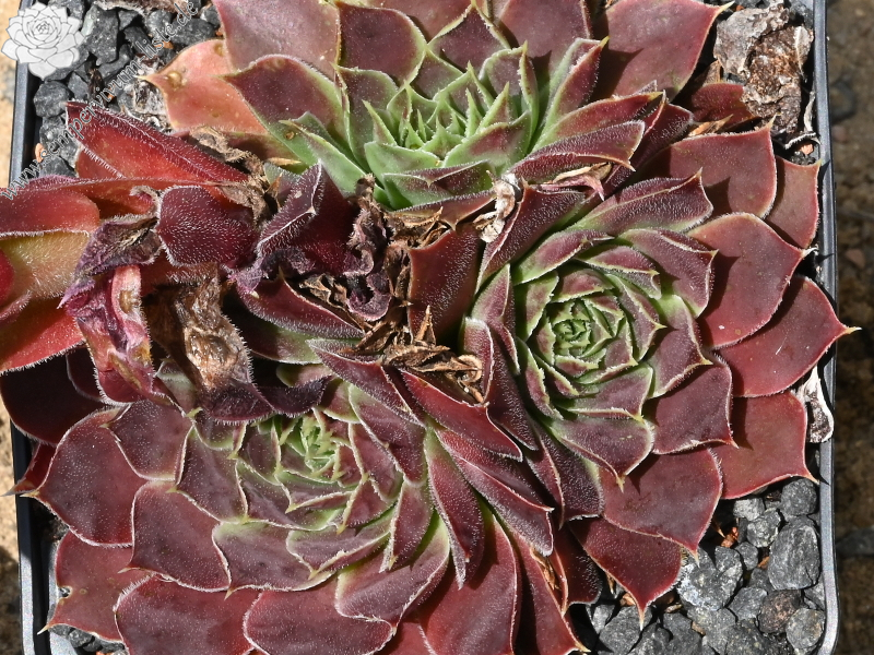 Korspelse Idaise / Jovi