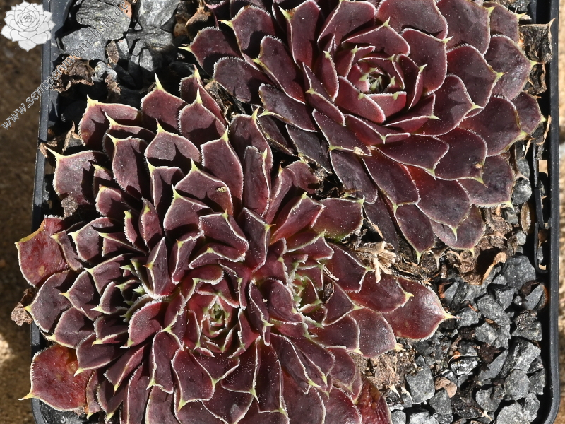 Korspelse Jeanique / Jovi