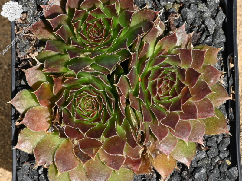 Korspelse Joellane / Jovi