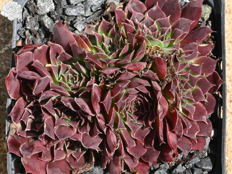 Korspelse Kirsikka / Jovi