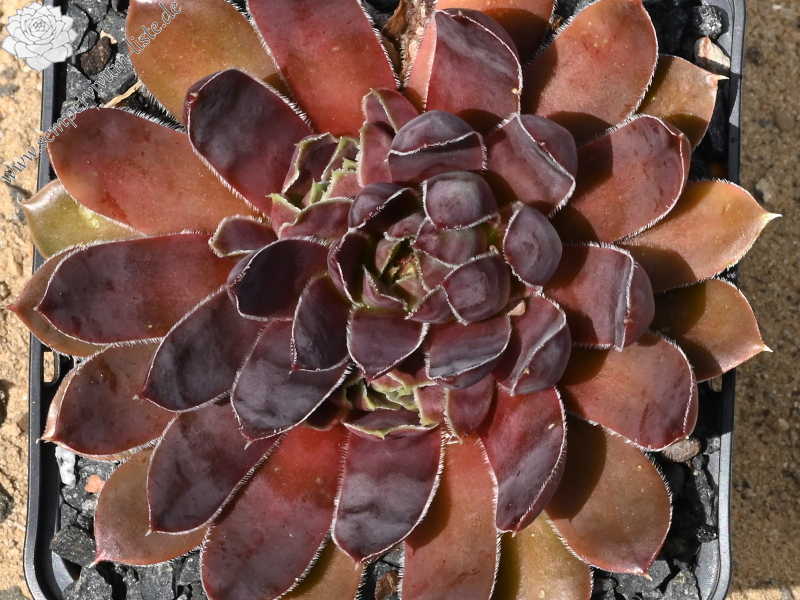 Korspelse Oladie / Jovi