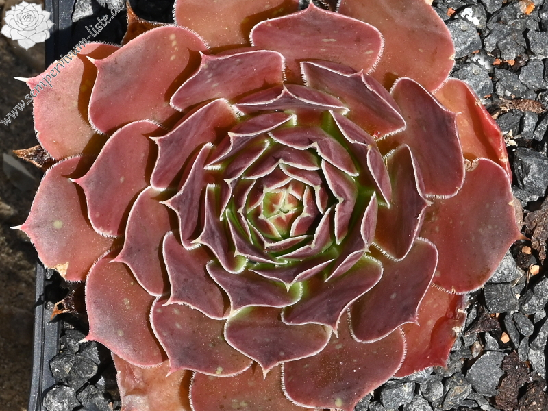 Korspelse Perdita / Jovi