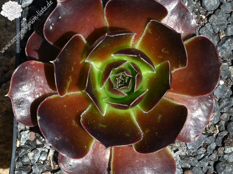 Korspelse Perdita / Jovi