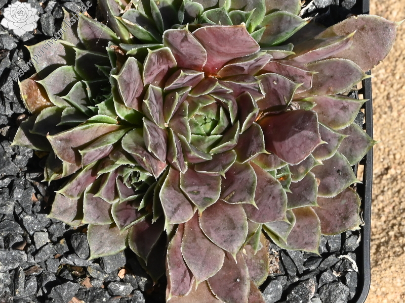 Korspelse Riwana / Jovi