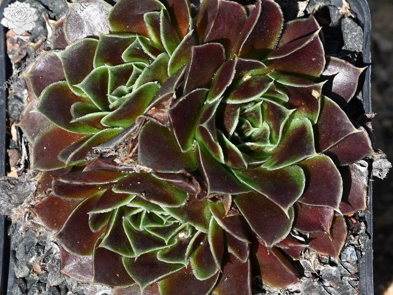 Korspelse Senne Show / Jovi