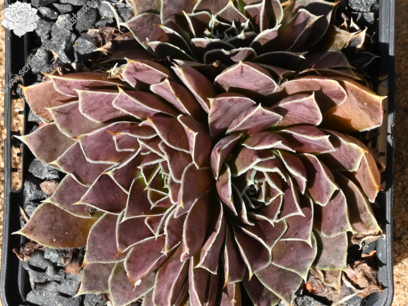 Korspelse Tehora / Jovi