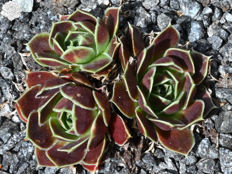 Korspelse Yokheved / Jovi