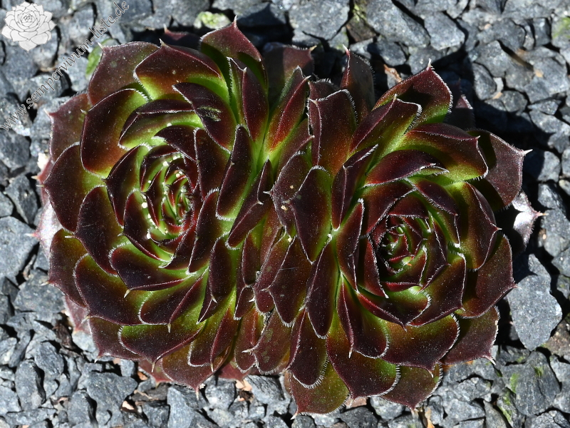 Korspelse Zebea / Jovi