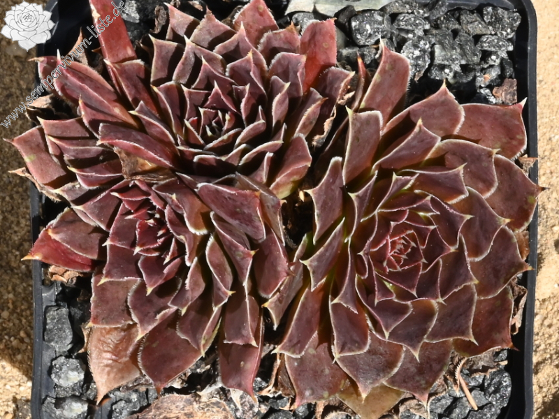 Mount Cirque de Gavarnie / Jovi