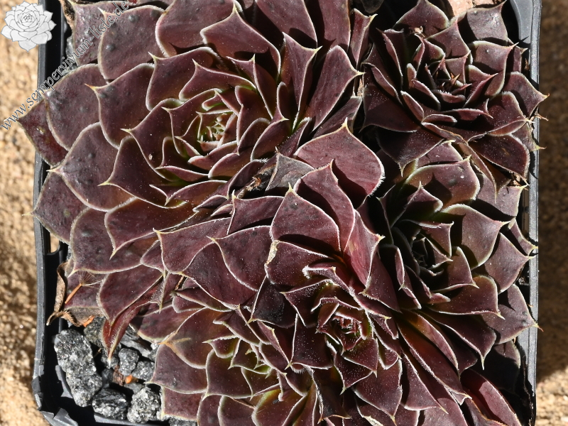 Mount Mer de Glace / Jovi