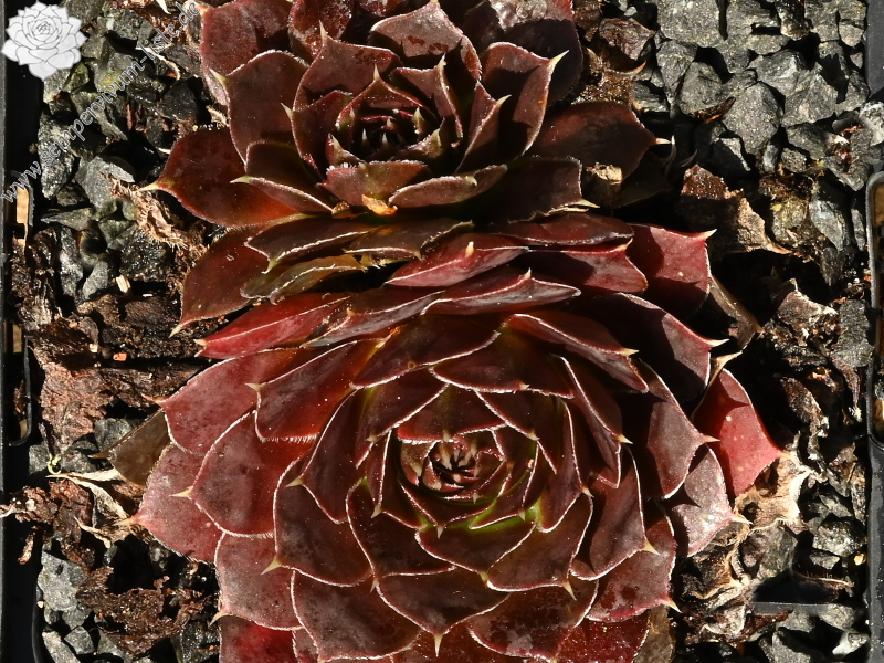 Ring van Vuur / Jovi