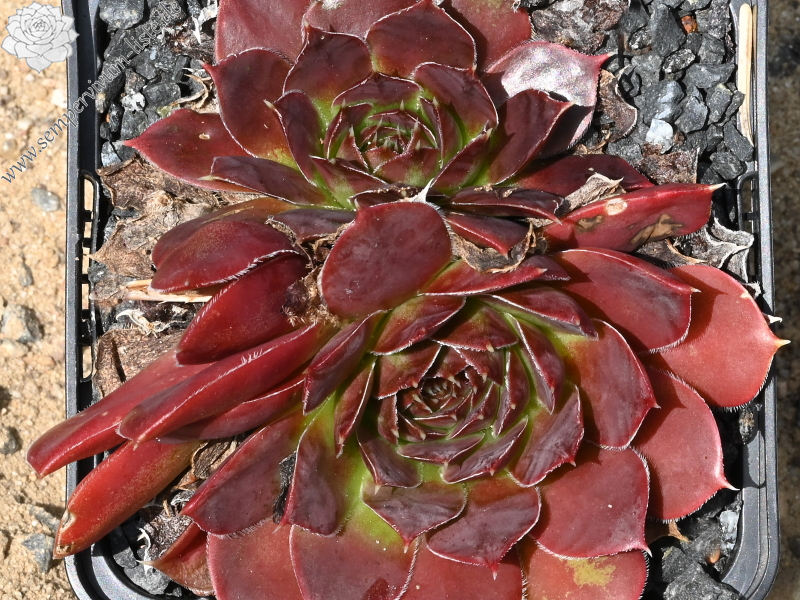 Ring van Vuur / Jovi