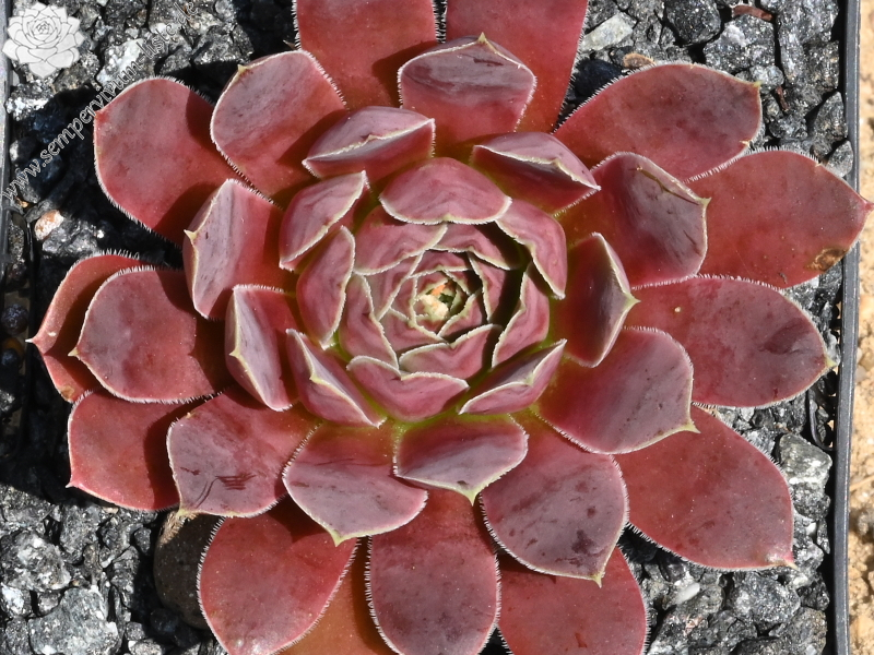 Volcan de Aqua / Jovi