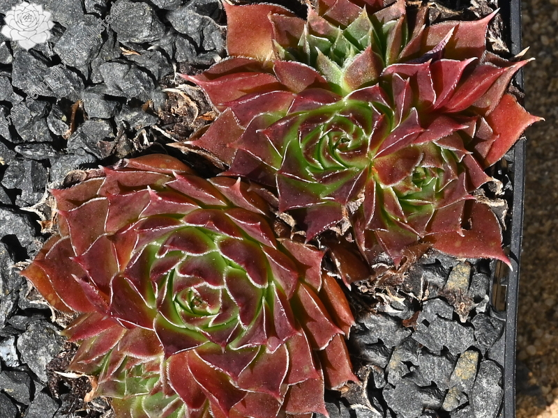 heuffelii from Rujen