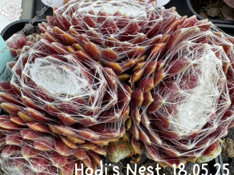 Hodi's Nest