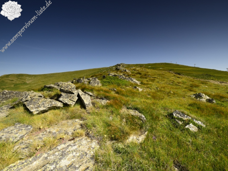 ciliosum ssp. octopodes from Kajmakčalan, SO Abhang, 1