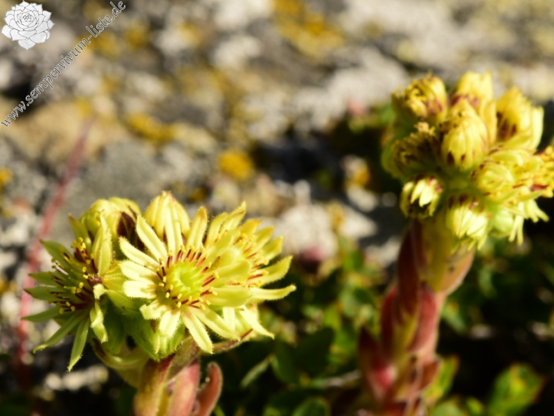 ciliosum ssp. octopodes from Kajmakčalan, SO Abhang, 1