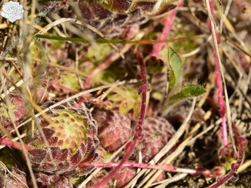 ciliosum ssp. octopodes from Kajmakčalan, SO Abhang, 1