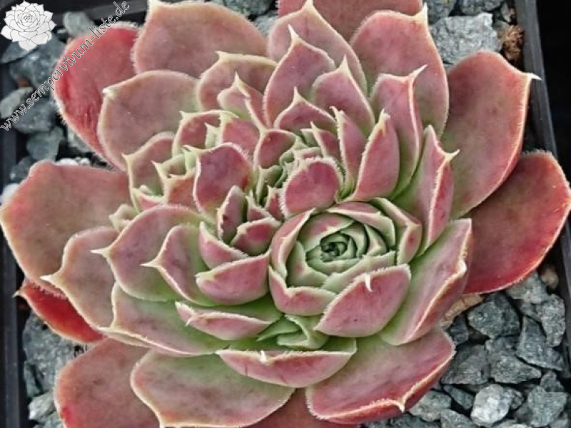 Korspelse Marie-Astrid