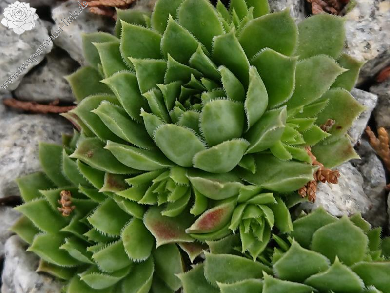 Pfälzer Gipfelstürmer