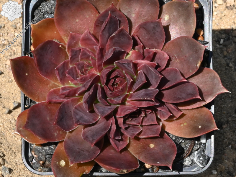 Banby Loniers / Jovi